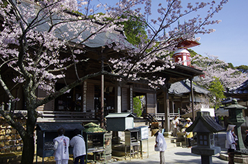桜と薬王寺の写真1