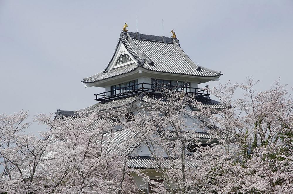 日和佐城と桜の写真