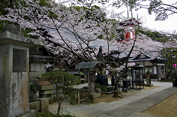 桜と薬王寺の写真2